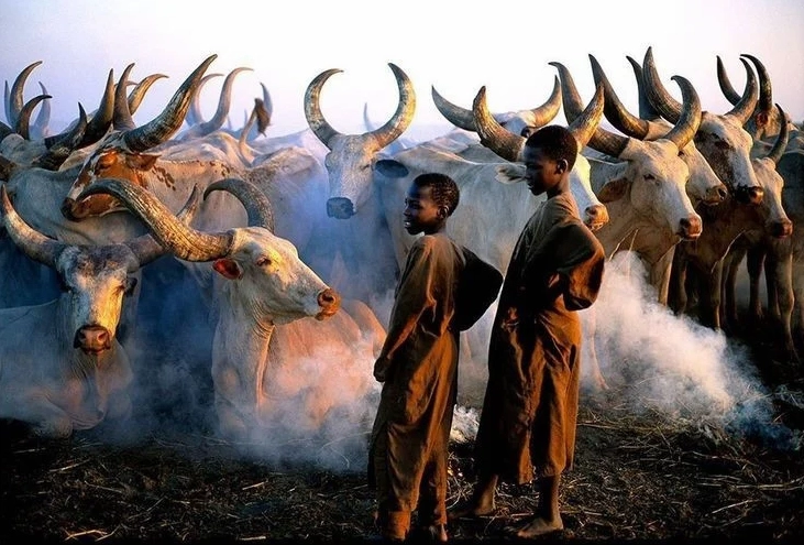Chịu ảnh hưởng nặng nề bởi xung đột. Chiến tranh và bất ổn tại Nam Sudan đã tác động sâu sắc đến đời sống người Dinka, khiến nhiều cộng đồng phải di cư hoặc thay đổi lối sống du mục truyền thống.