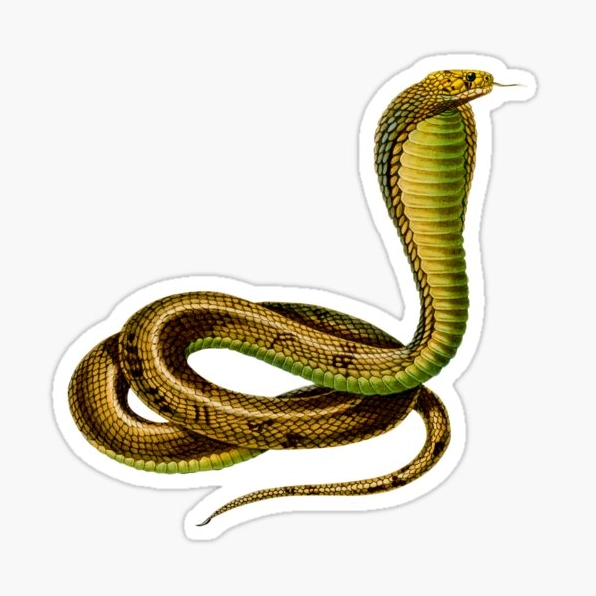 Hình ảnh thiết kế liên quan đến snake
