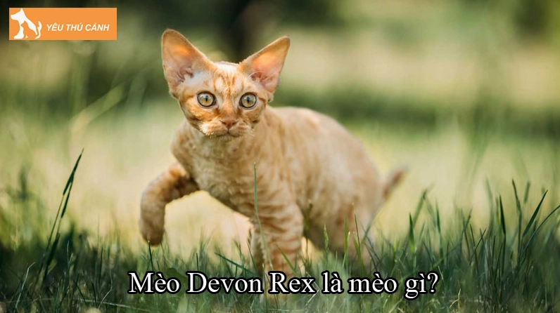 Hình ảnh về giống mèo Devon Rex