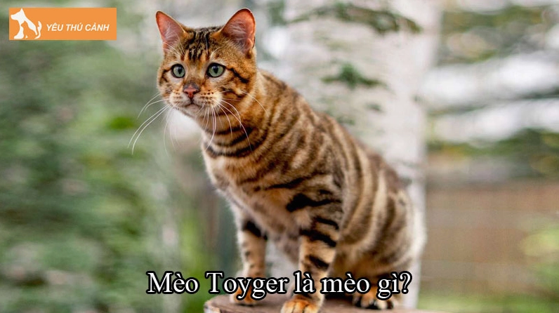 Hình ảnh về giống mèo Toyger