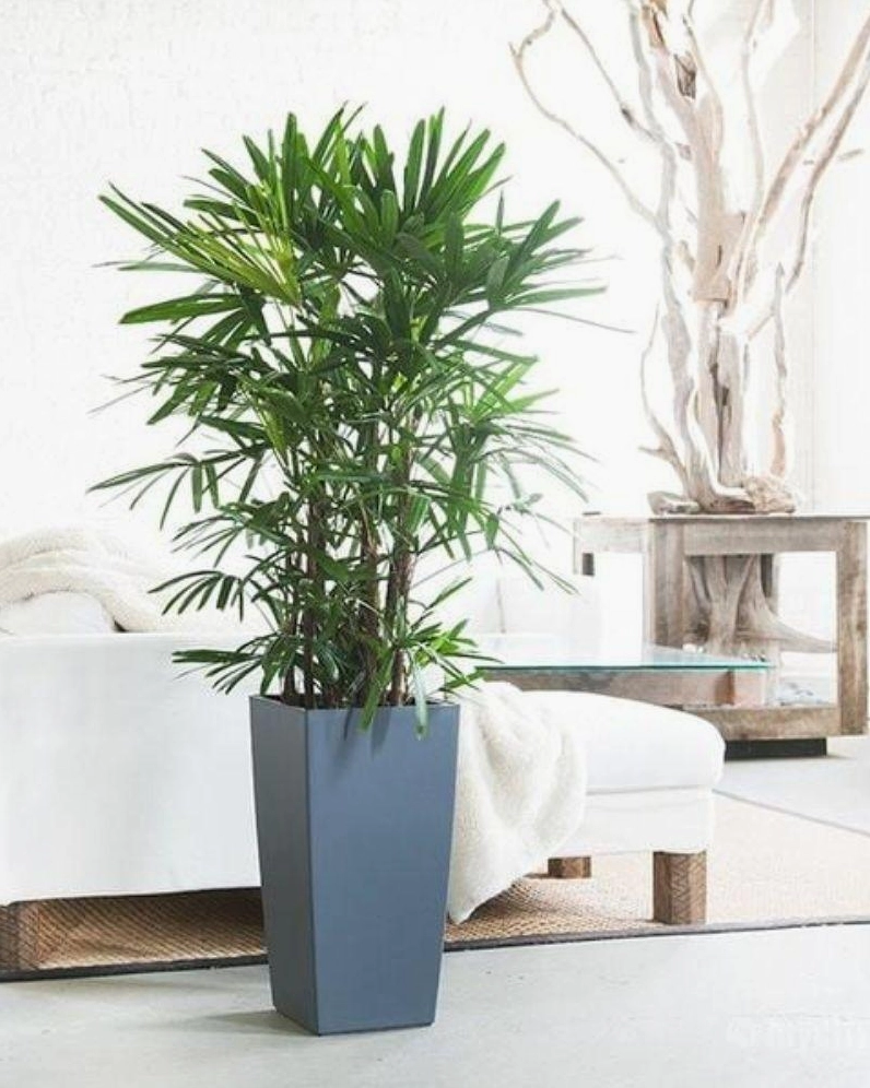 Ít ai biết rằng cây mật cật có khả năng điều hòa độ ẩm trong nhà.