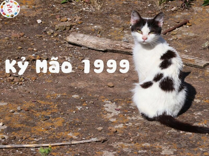 Kỷ Mão 1999 - mệnh Thổ