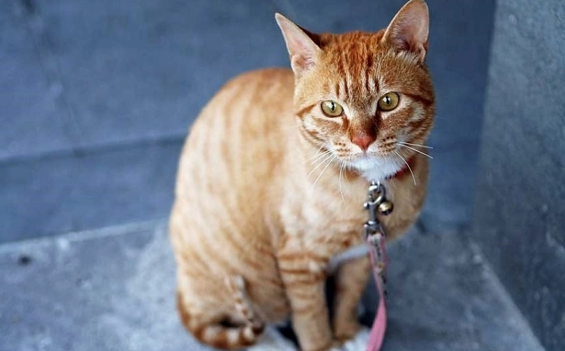 Năm con Mão là những năm nào và ý nghĩa phong thủy