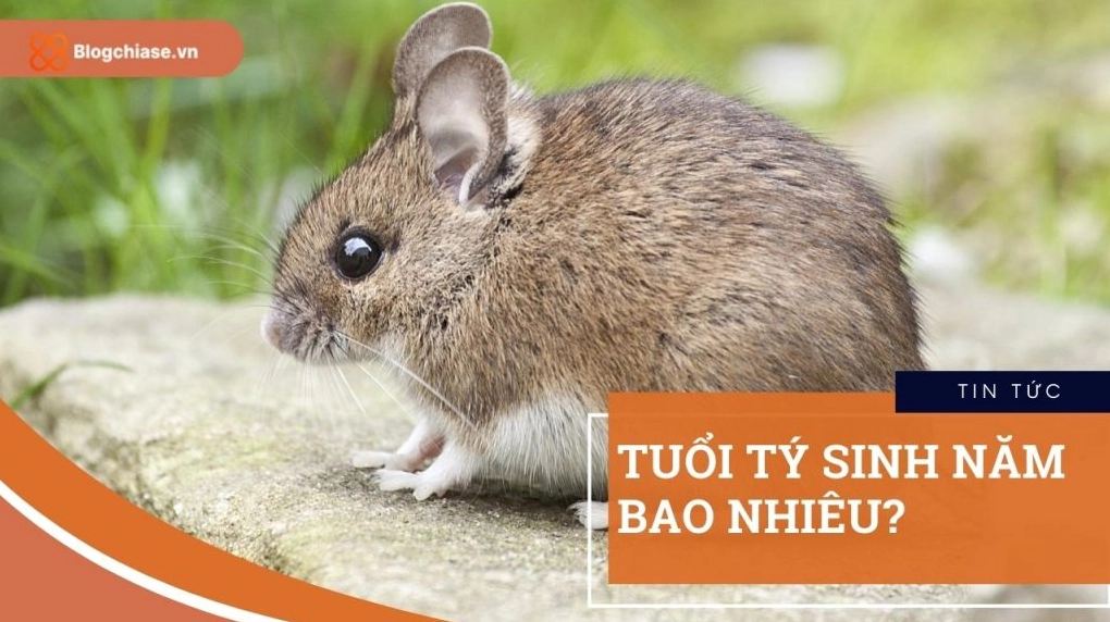 Những người tuổi Tý sinh năm bao nhiêu và ý nghĩa