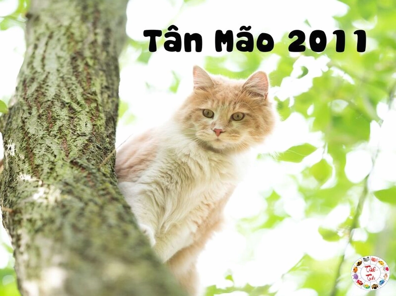 Tân Mão 2011 - mệnh Mộc