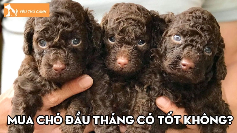 Thời điểm tốt để bắt chó