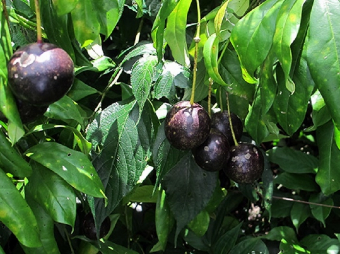 Thông tin về các loại quả độc