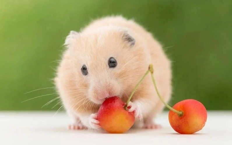 Tìm hiểu tuổi Tý sinh năm bao nhiêu
