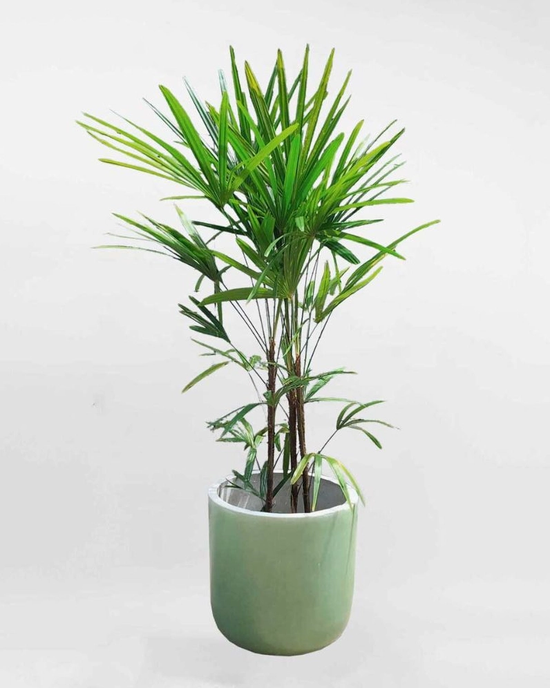 Trúc mây tạo động lực giúp con người luôn cố gắng mỗi ngày.