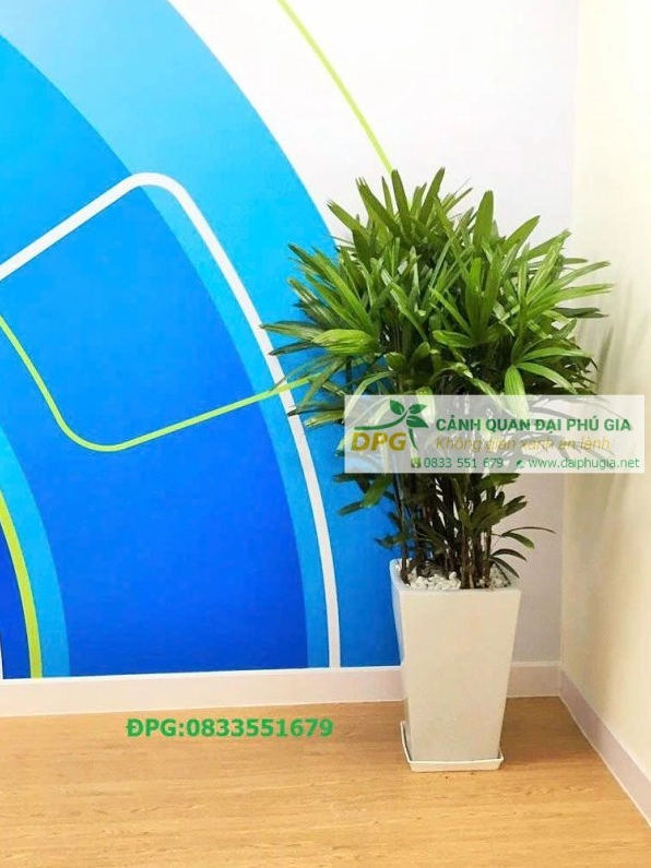 Trúc mây trong không gian nội thất