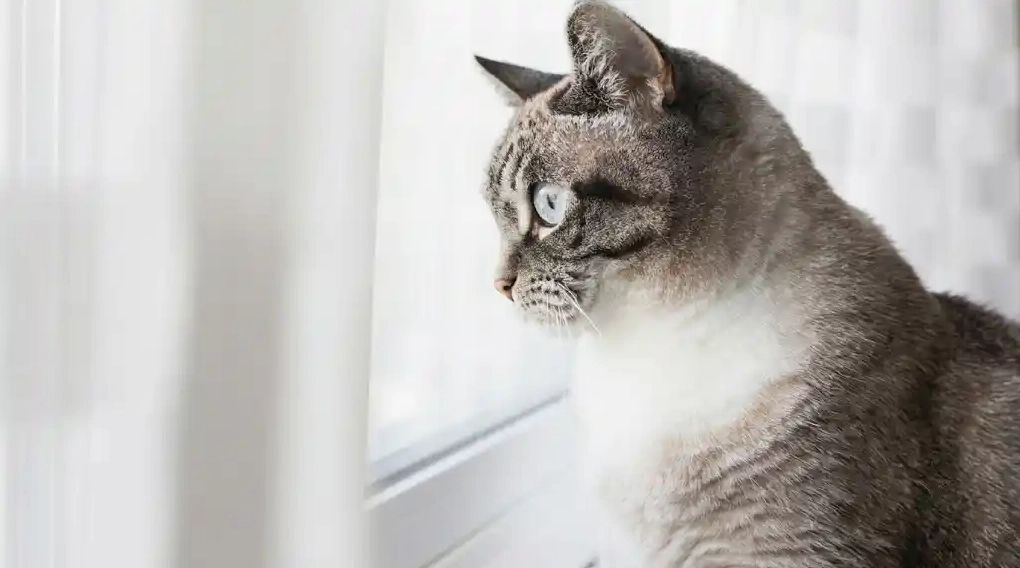 Tuổi Mão sinh năm bao nhiêu và mệnh ngũ hành