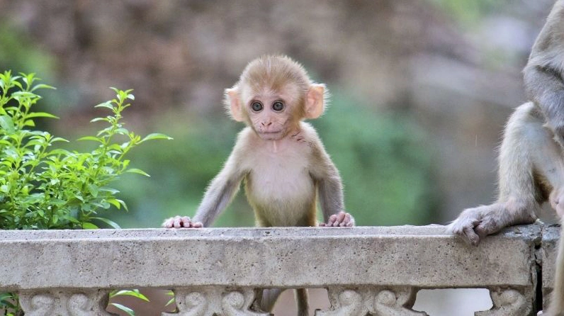 Vòng đời ngắn ngủi của côn trùng như muỗi