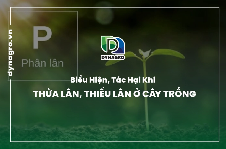Biểu hiện lá cây bị thiếu lân