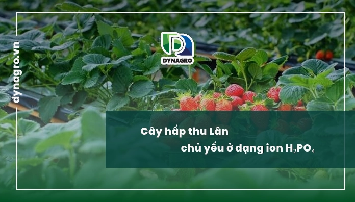 Cây hấp thụ lân và biểu hiện thiếu lân