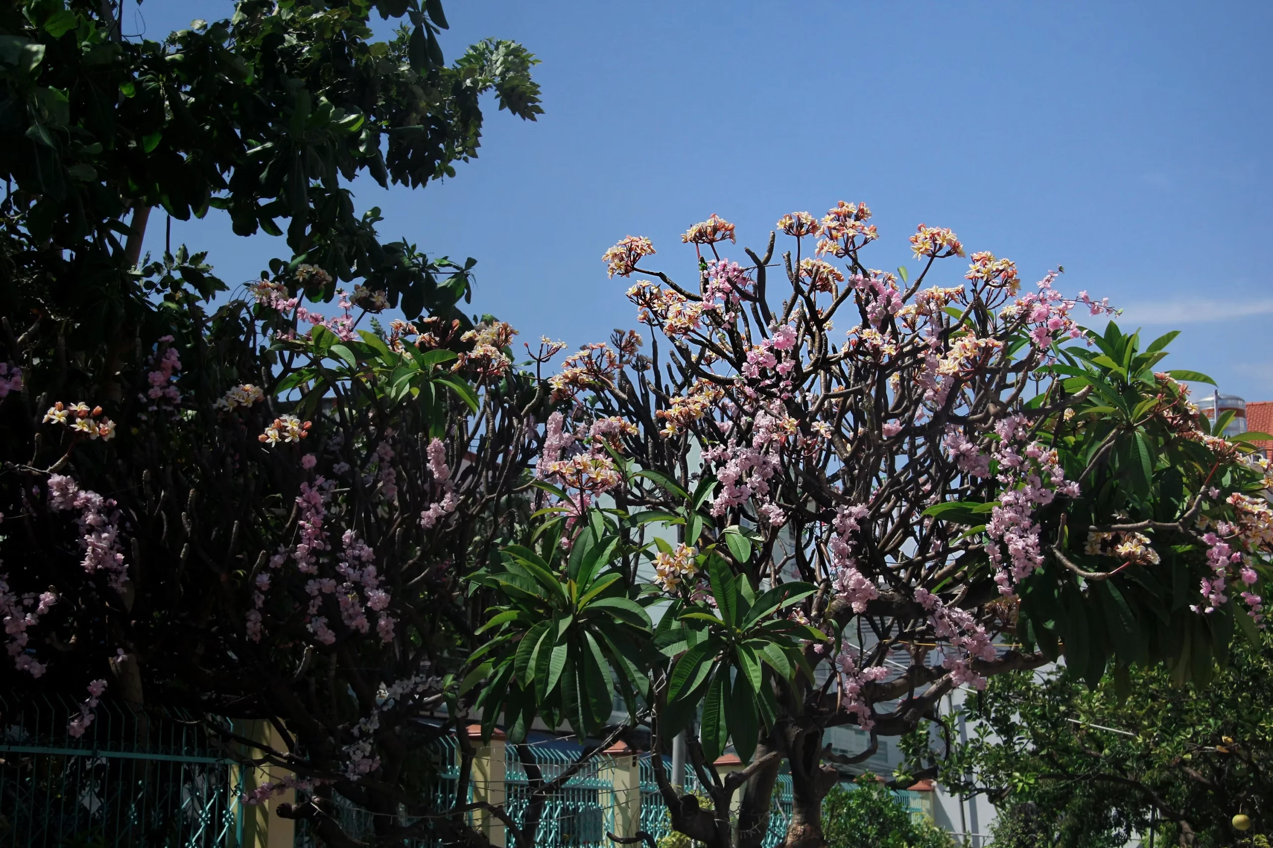 Flores cor de rosa florescem em uma árvore sob um céu azul