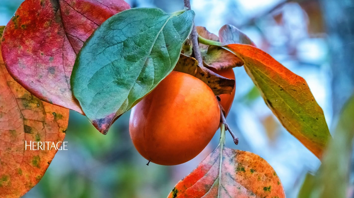 Hình ảnh minh họa về phim ảnh