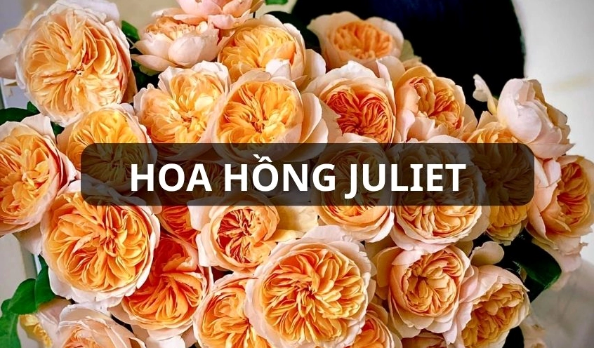 Hoa hồng Juliet - biểu tượng của vẻ đẹp tinh tế và lãng mạn.