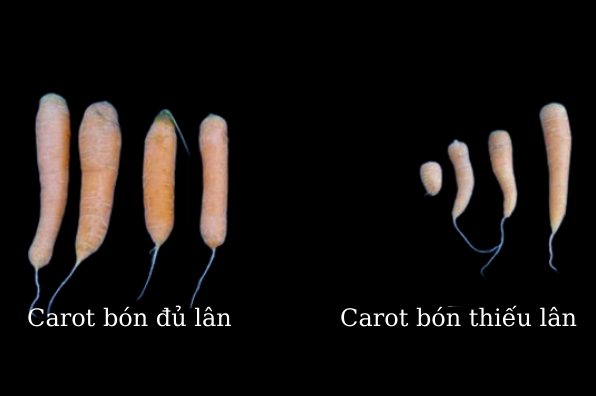 Thiếu lân làm giảm năng suất cây trồng