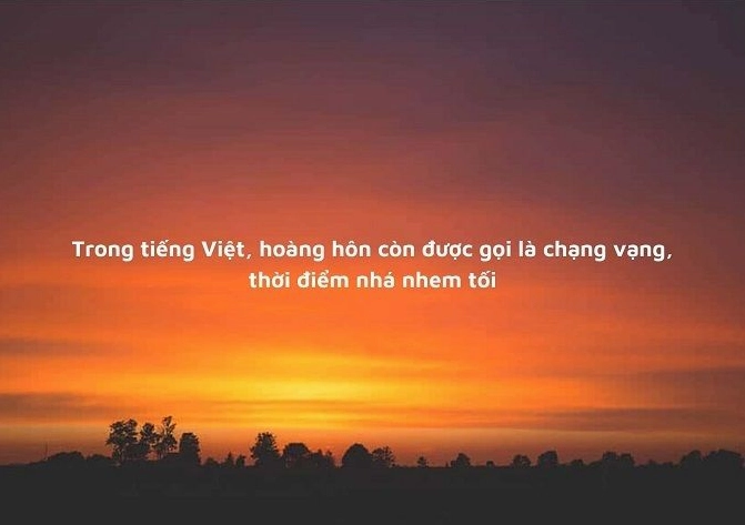 Hoàng hôn trên cánh đồng lúa chín