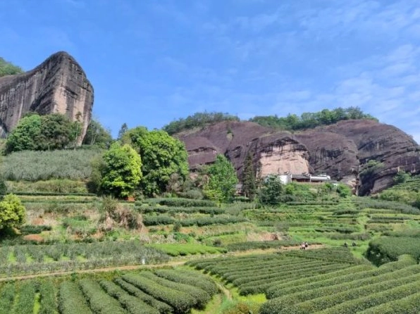“Mật mã” thổ nhưỡng của Tam Khanh Lưỡng Giản ở Nham trà Vũ Di: Vì sao Chính Nham trà tự nhiên mang “Nham vận”?