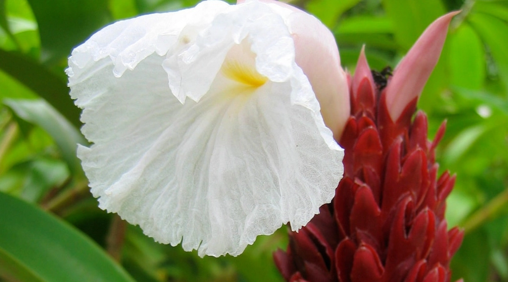 Vẻ đẹp biển đảo tại Rica